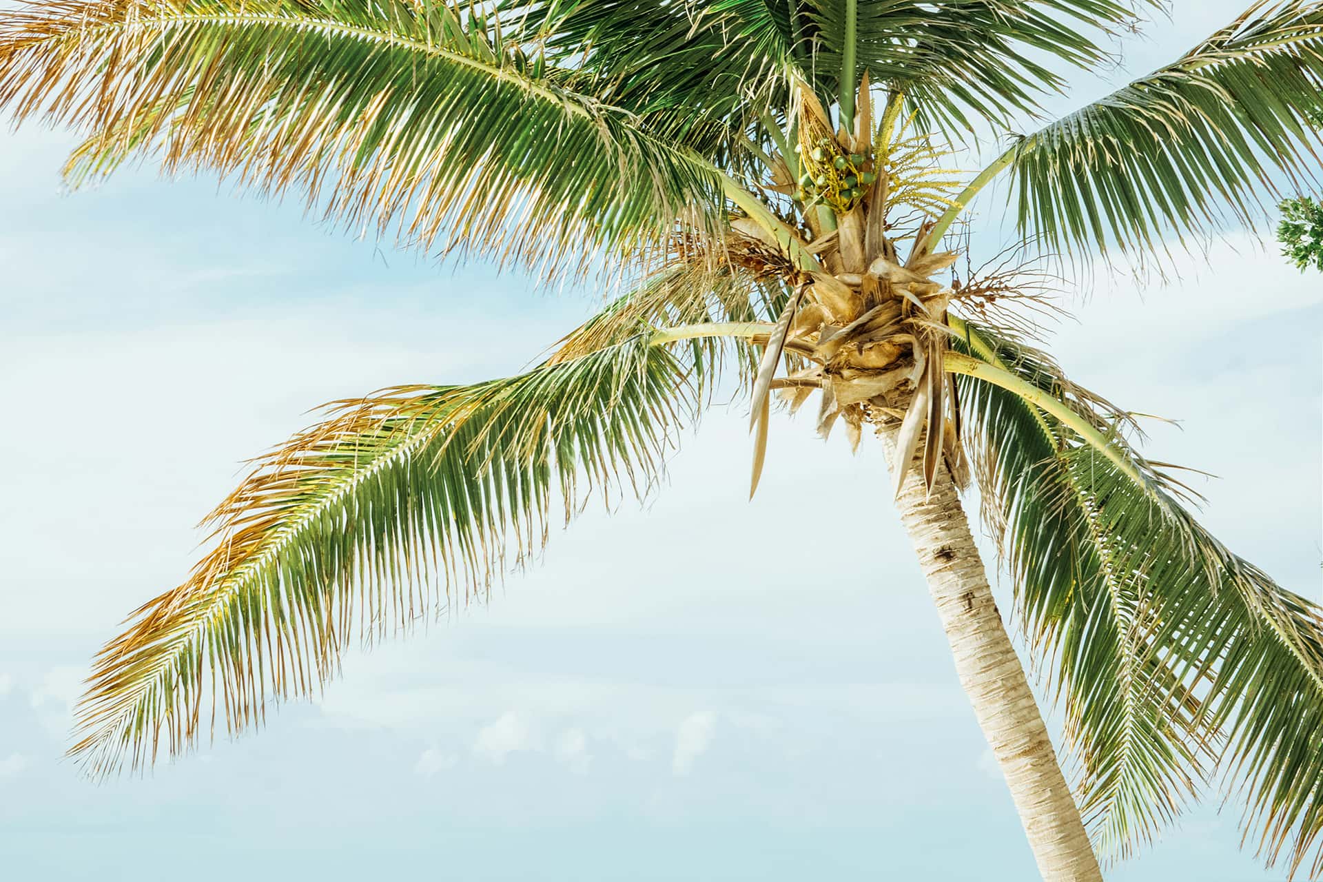 Key West palm tree